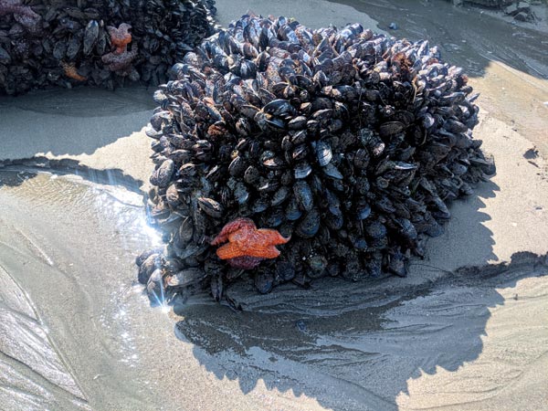Bodega Bay tidepool small starfish
